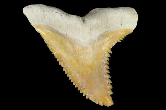 Fossil Shark Tooth (Hemipristis) - Bone Valley, Florida #113808